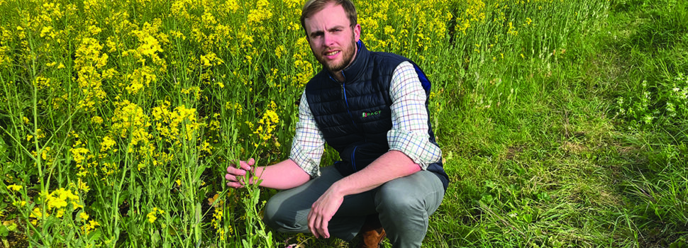 Candidate oilseed rape variety targets top yield spot