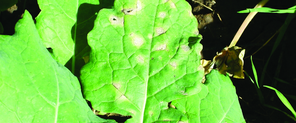 How varietal choice can combat light leaf spot