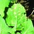How varietal choice can combat light leaf spot
