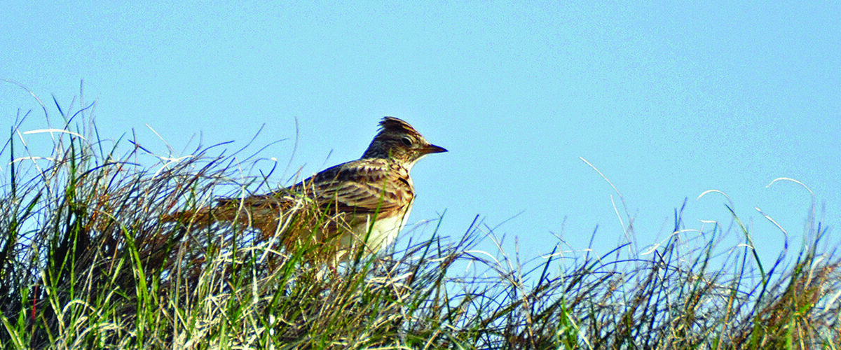 Supplementary feeding boosts bird numbers
