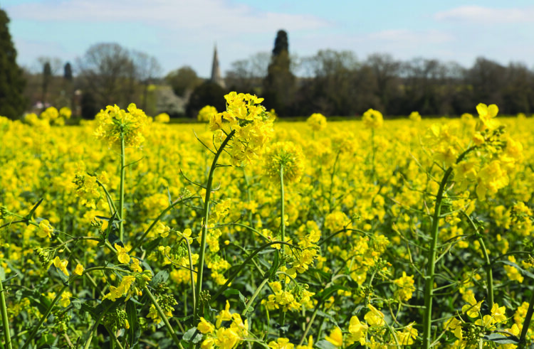 Oilseed rape: Building back stronger