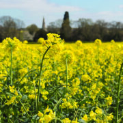 Oilseed rape: Building back stronger