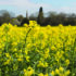 Oilseed rape: Building back stronger