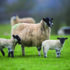 Check body condition at weaning to lift flock returns