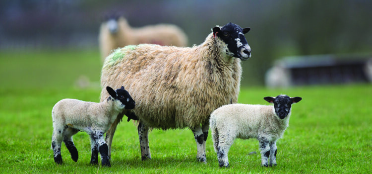Check body condition at weaning to lift flock returns