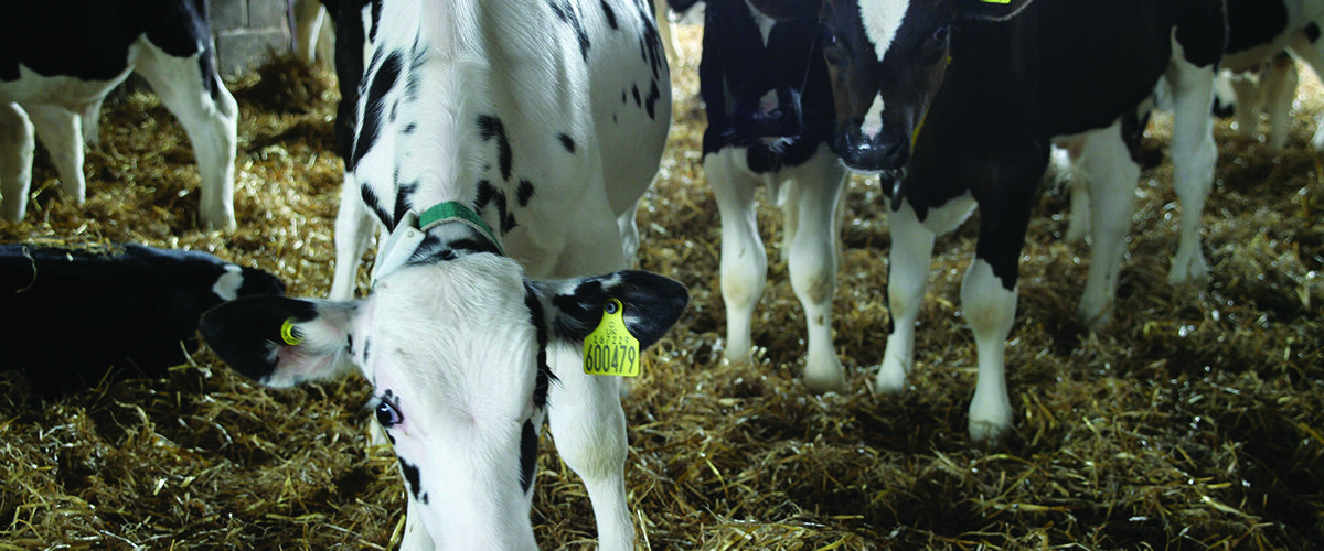 High-volume calf milk called into question