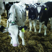 High-volume calf milk called into question