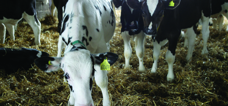 High-volume calf milk called into question