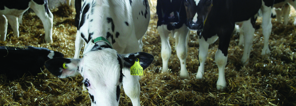 High-volume calf milk called into question
