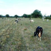 Delay grazing to help protect drought-hit swards