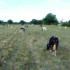 Delay grazing to help protect drought-hit swards