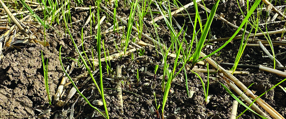 Yield maps help improve poor performing fields