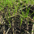 Yield maps help improve poor performing fields