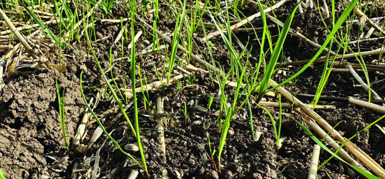 Yield maps help improve poor performing fields