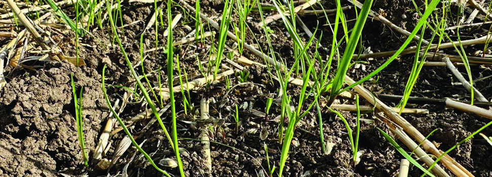 Yield maps help improve poor performing fields