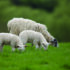 Hidden cobalt shortfall ‘puts lambs at risk’