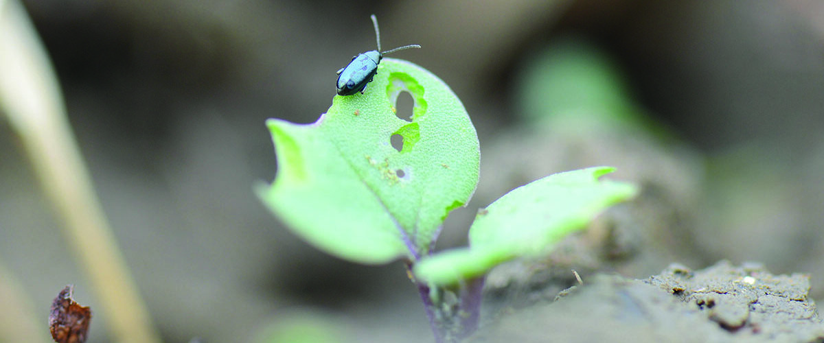 How cultivating rape stubble can reduce pest pressure