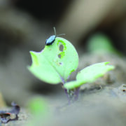 How cultivating rape stubble can reduce pest pressure