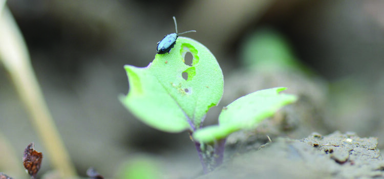 How cultivating rape stubble can reduce pest pressure