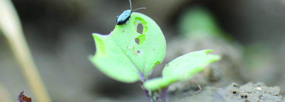 How cultivating rape stubble can reduce pest pressure