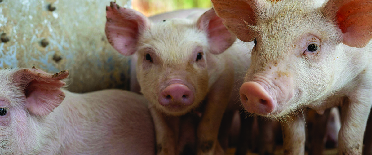 Warm weather raises fly risk in pig units