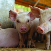 Warm weather raises fly risk in pig units