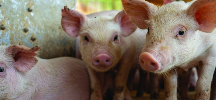 Warm weather raises fly risk in pig units