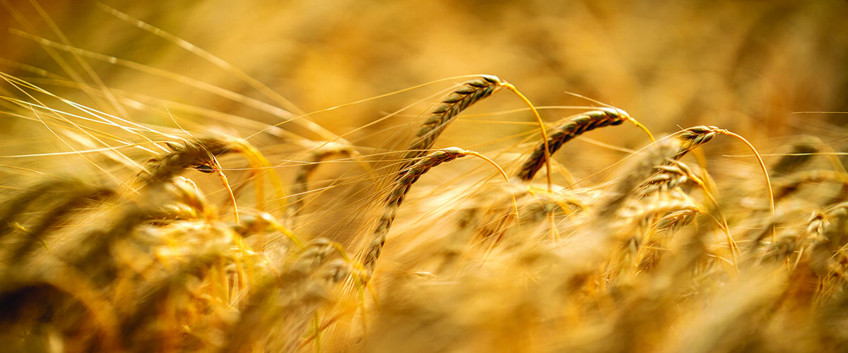 Disease tolerance cuts barley risk