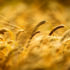 Disease tolerance cuts barley risk