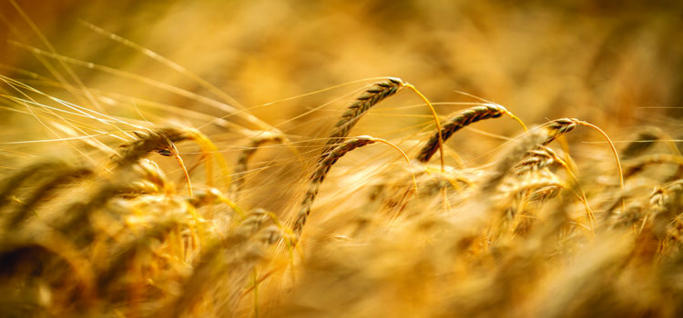 Disease tolerance cuts barley risk