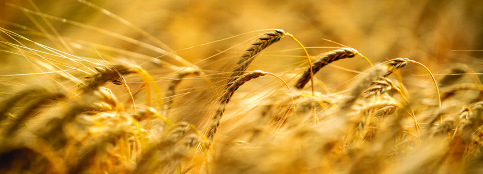 Disease tolerance cuts barley risk