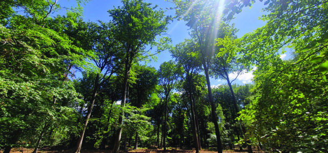 Partnership expands forestry and land services