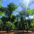 Partnership expands forestry and land services