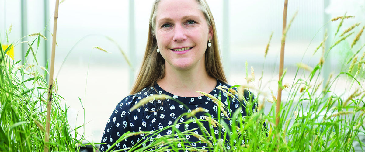 Rothamsted scientists reinforce herbicide resistance strategy