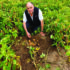Test soil to sharpen pest management decisions