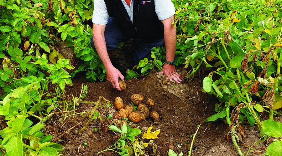 Test soil to sharpen pest management decisions