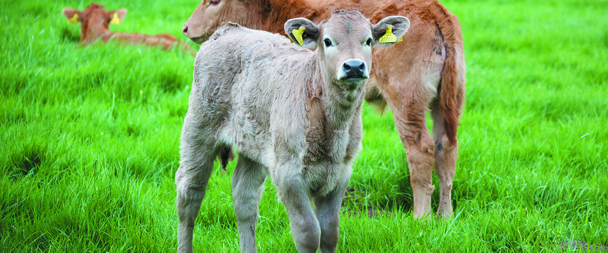 Maximise rumen development early for lifelong gains