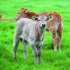 Maximise rumen development early for lifelong gains