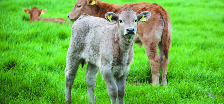 Maximise rumen development early for lifelong gains