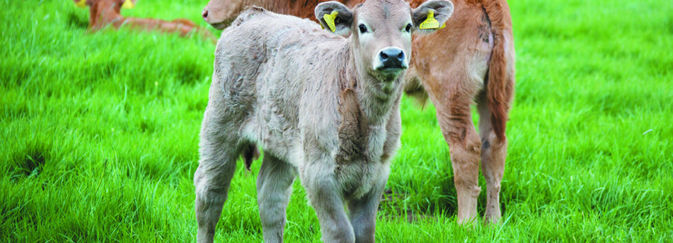 Maximise rumen development early for lifelong gains