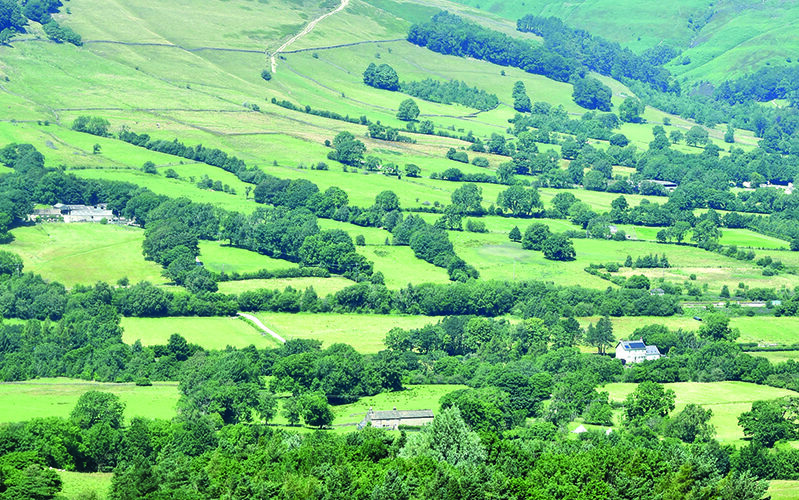 Sheep producer balances livestock and landscape