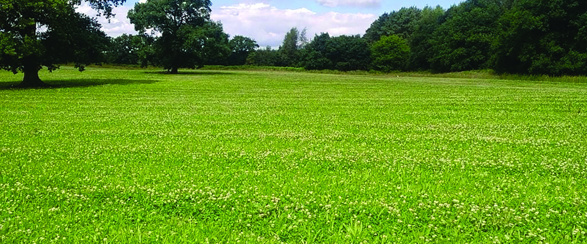 Sheep partnerships help to drive herbal ley success