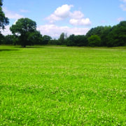 Sheep partnerships help to drive herbal ley success