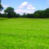 Sheep partnerships help to drive herbal ley success
