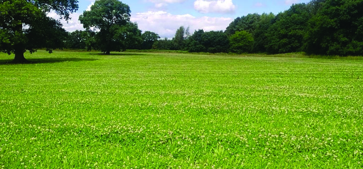 Sheep partnerships help to drive herbal ley success