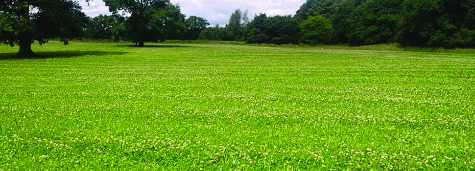 Sheep partnerships help to drive herbal ley success