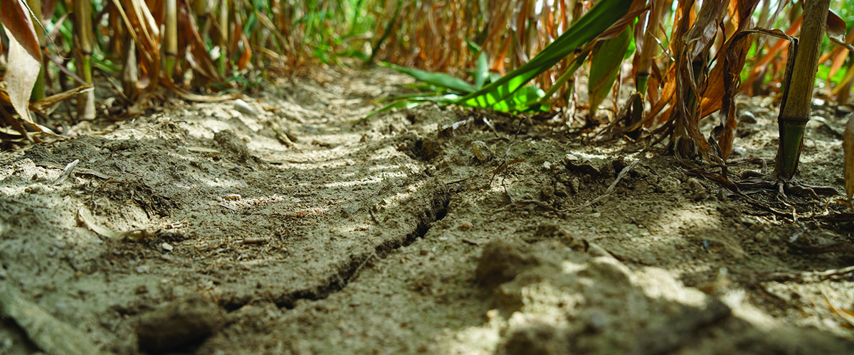Bank offers drought-hit farms financial support