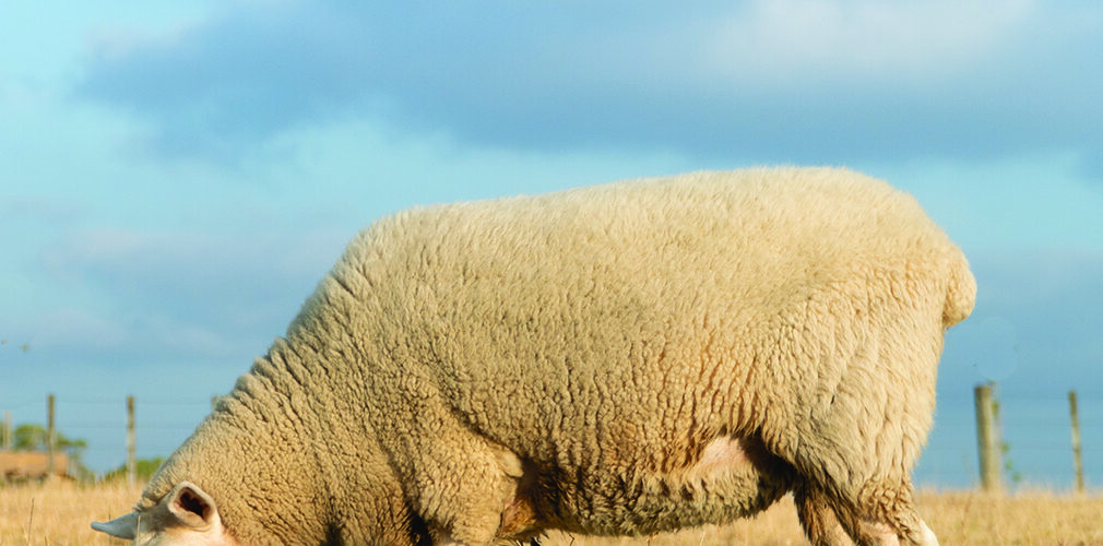 Why condition scoring and grazing decisions matter