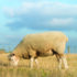 Why condition scoring and grazing decisions matter
