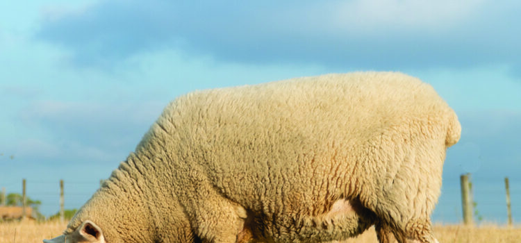Why condition scoring and grazing decisions matter